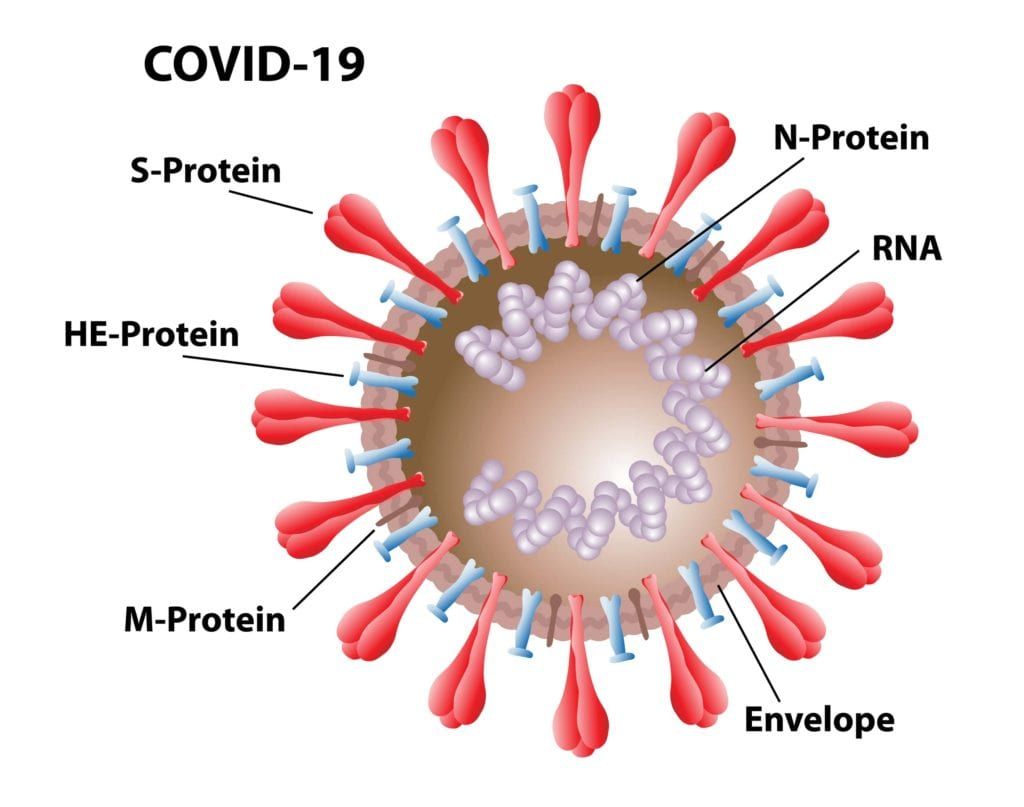 COVID-19 virion