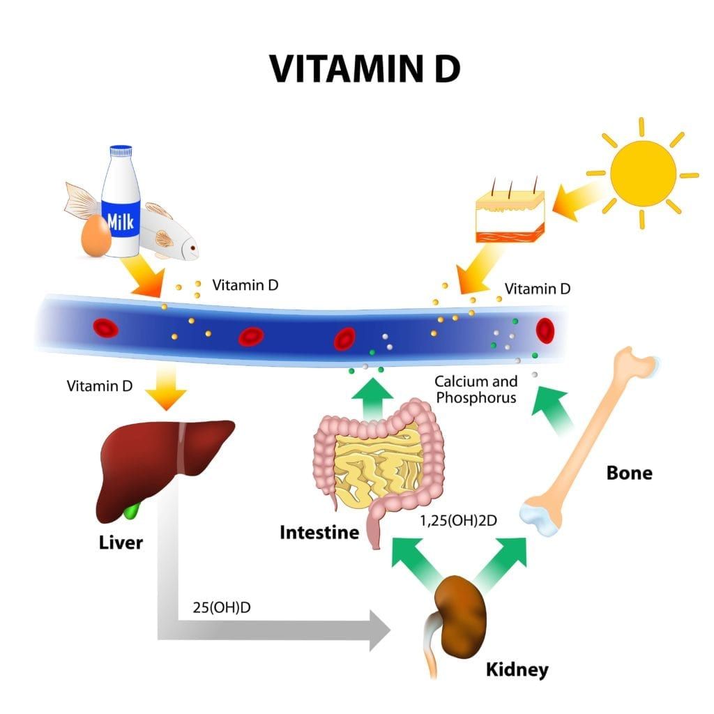 diagram about how vitamin D is absorbed into the body